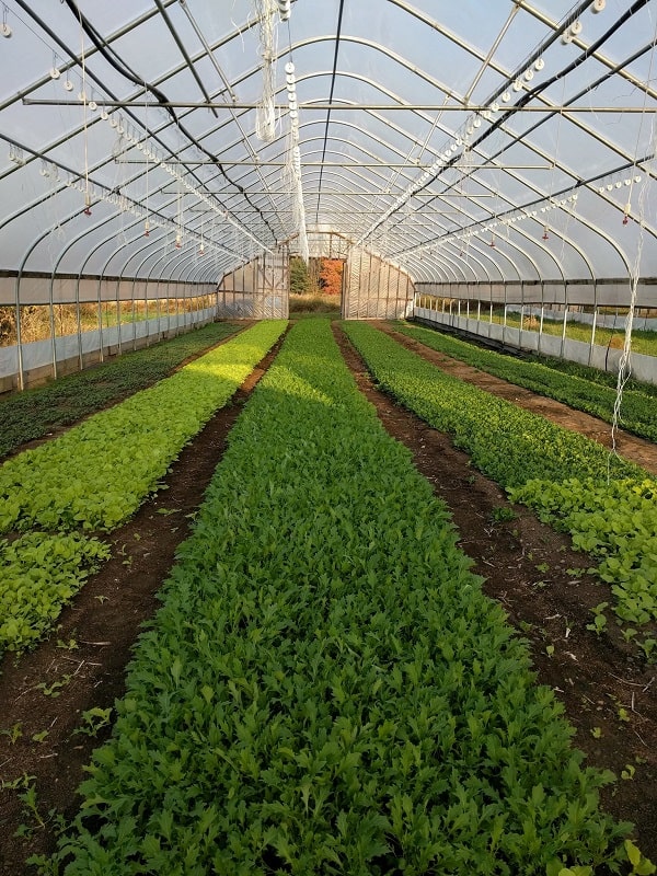 Jericho Settlers Farm